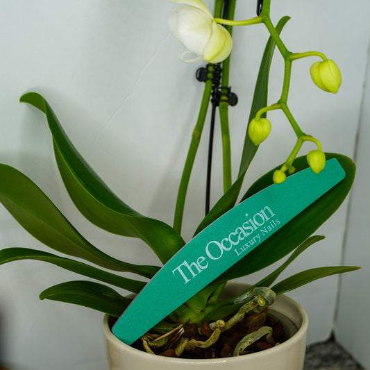 T.O. Nail File